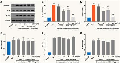 Curcumin-loaded graphene oxide quantum dots enhance otoprotective effects via blocking cuproptosis